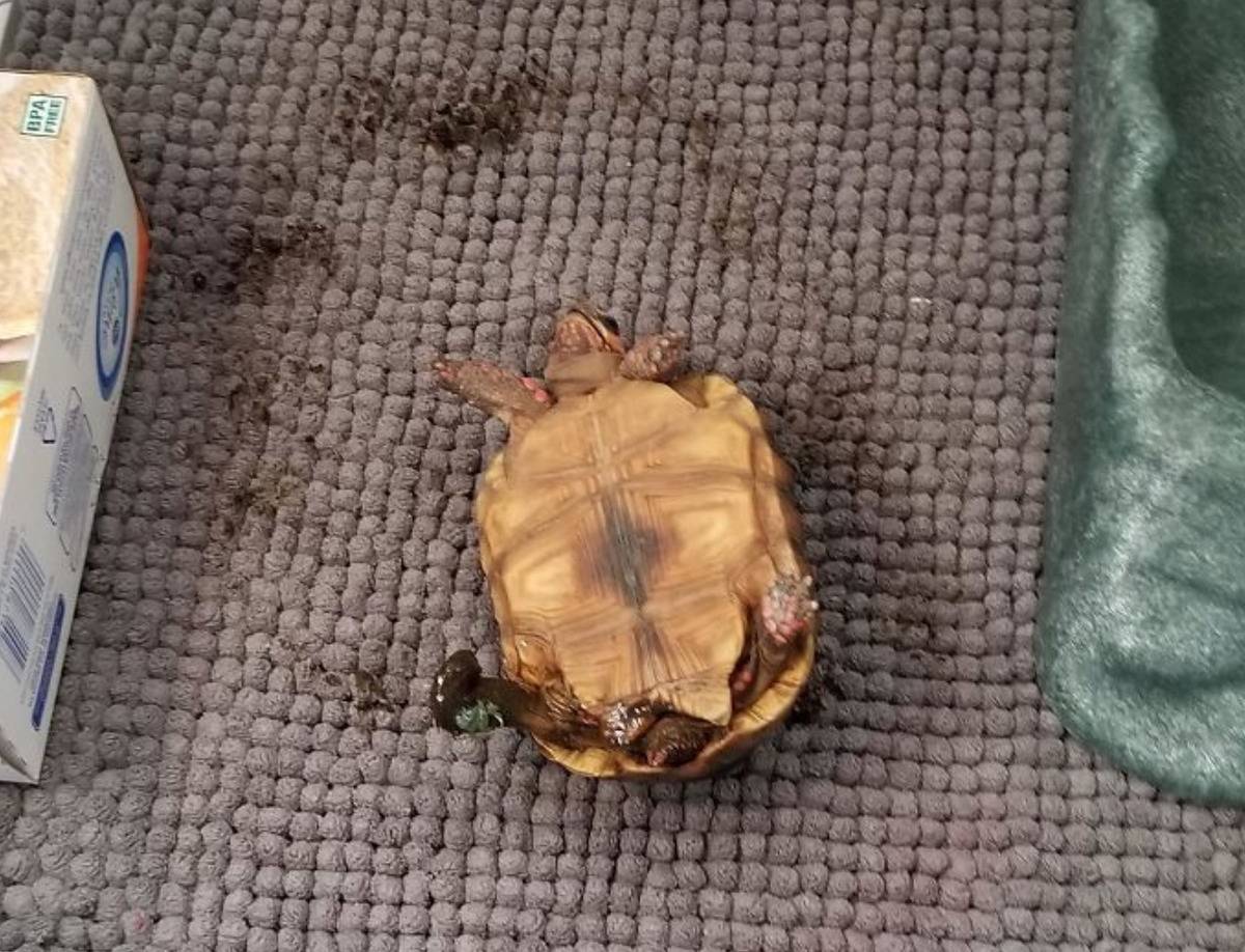 tortoise lying on its back with poop on its foot and a circle of poop on the carpet