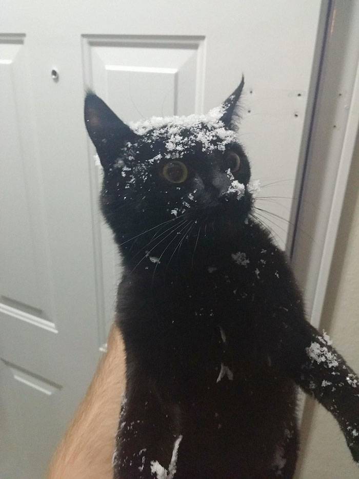 cat snow