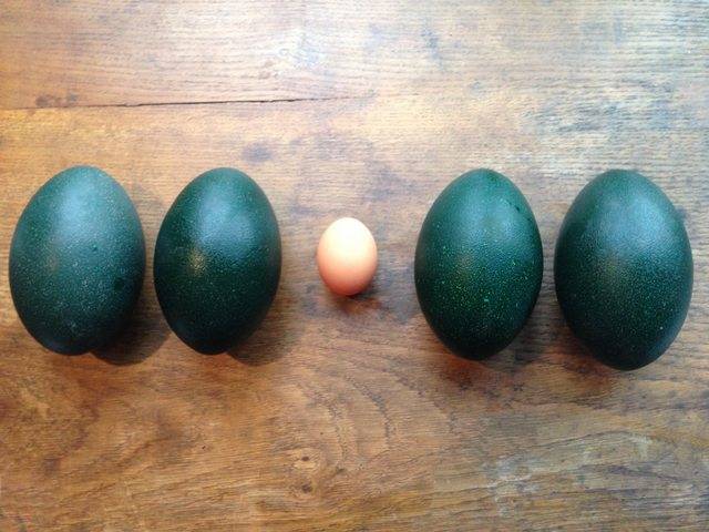 emu eggs compared to chicken