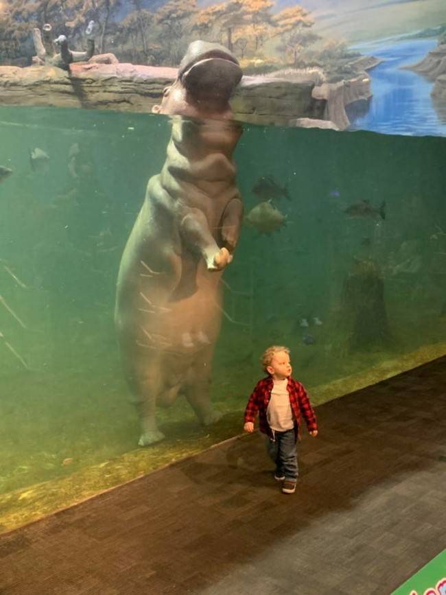 hippo standing on back feet