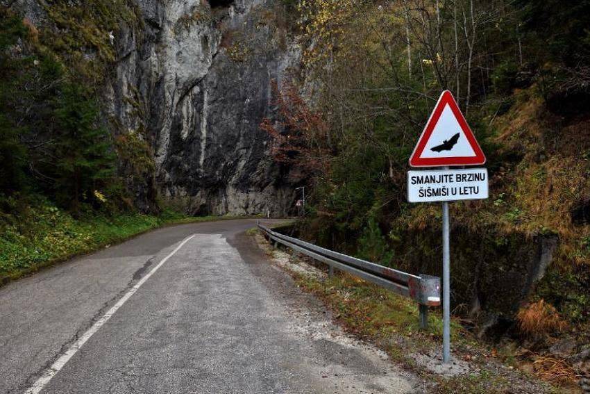 bat crossing sign