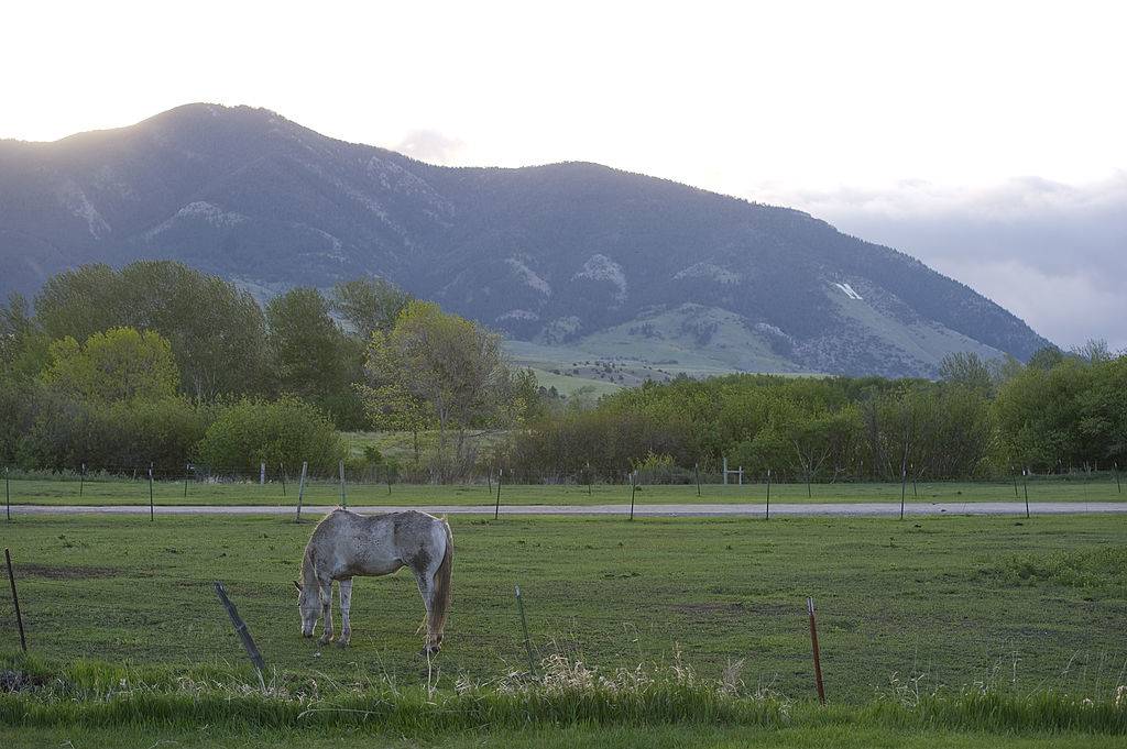 a horse grazing in the grass in front of a mountain in Bozeman, Montana