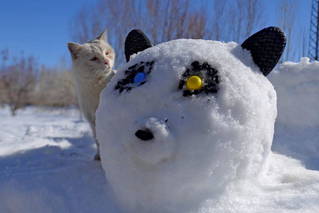 a cat looking at a cat snow sculpture