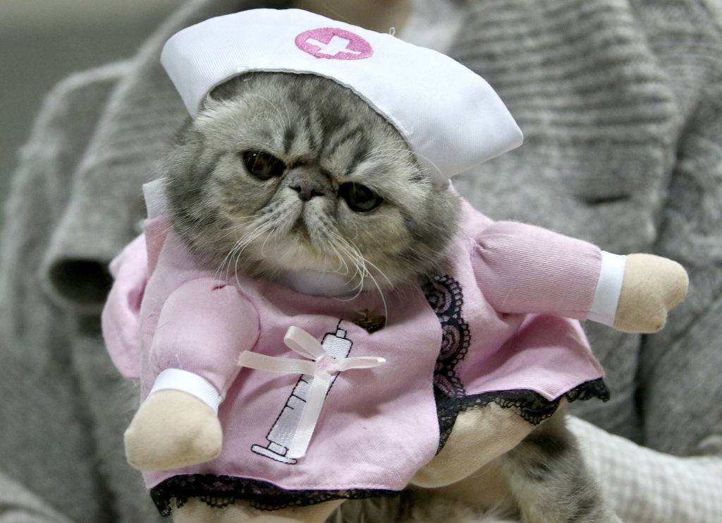 a cat wearing a nurse costume