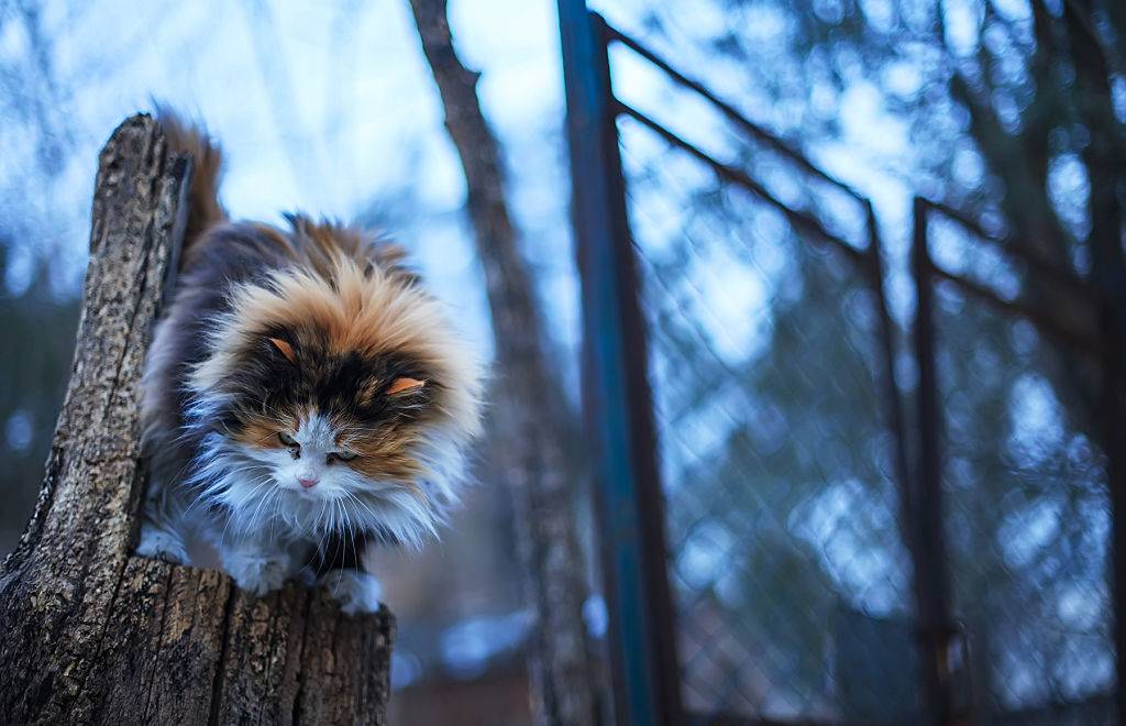 A cat plays in a yard on top of a tree trunk