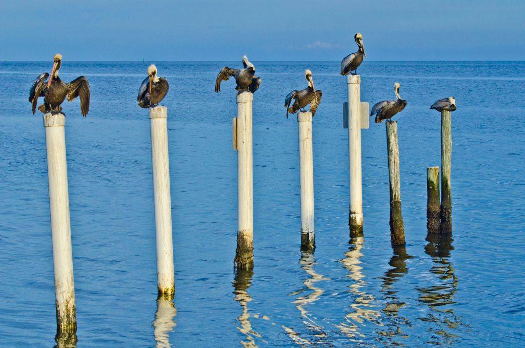 pelicans perched on posts in the ocean in Cedar Key, Florida