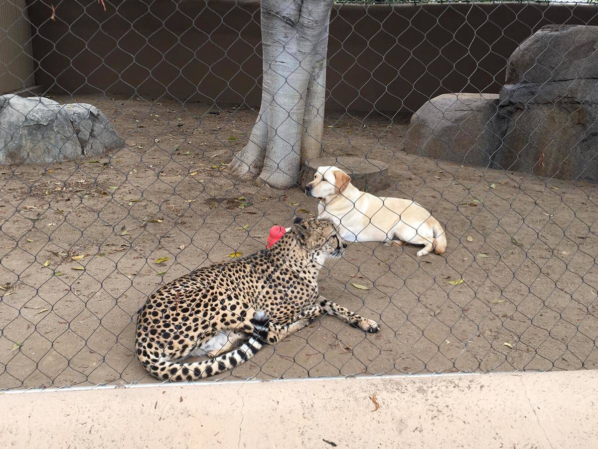cheetah