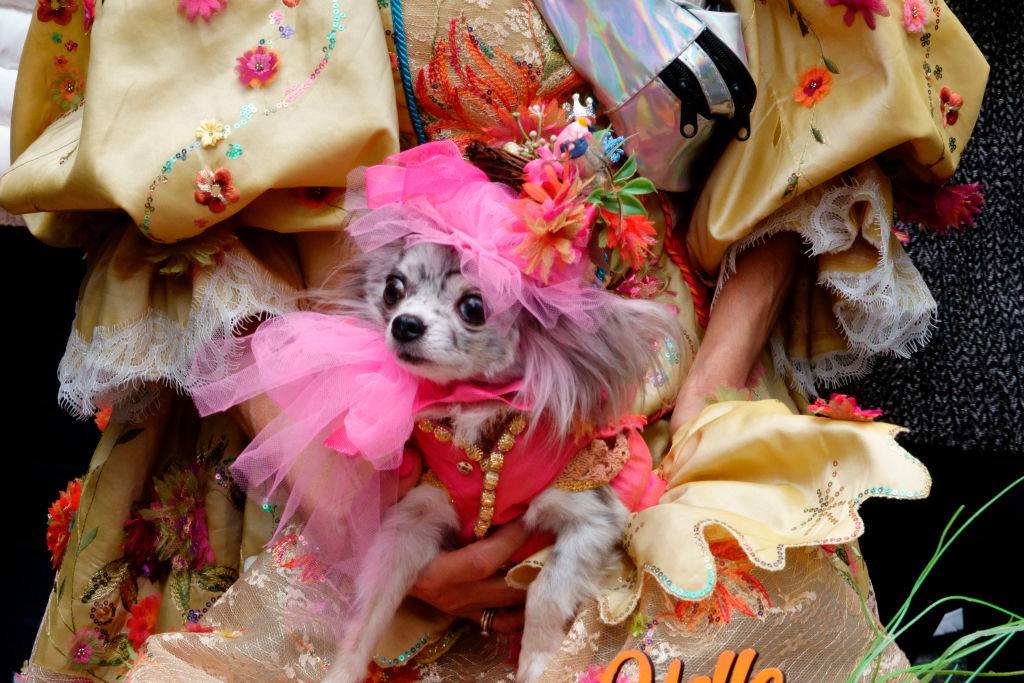 Chihuahua dressed for Easter Parade with pink accessories