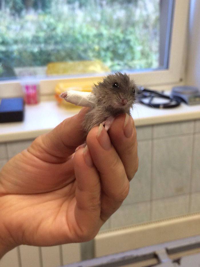 hamster cast