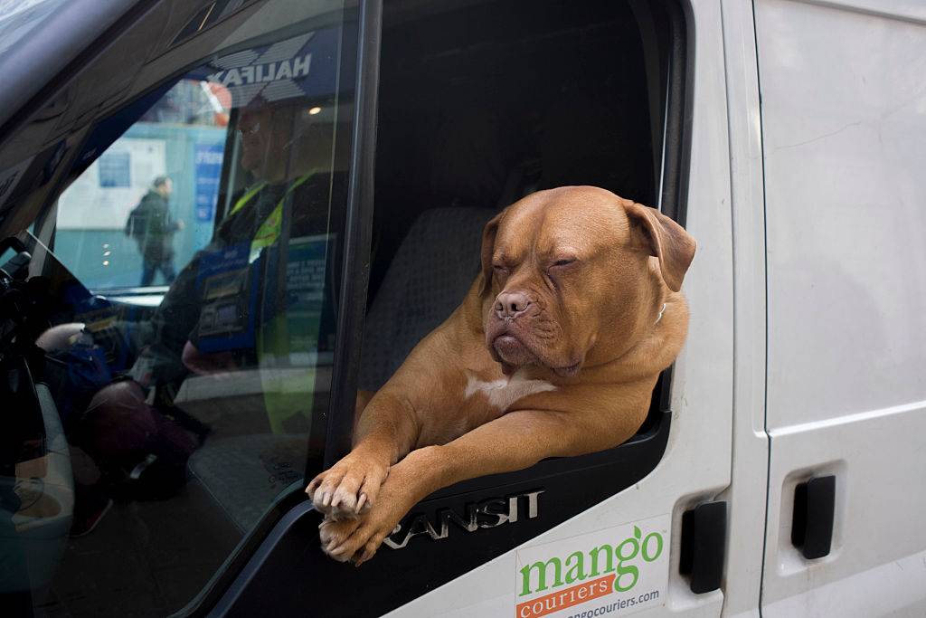 a dog leaning outside a van