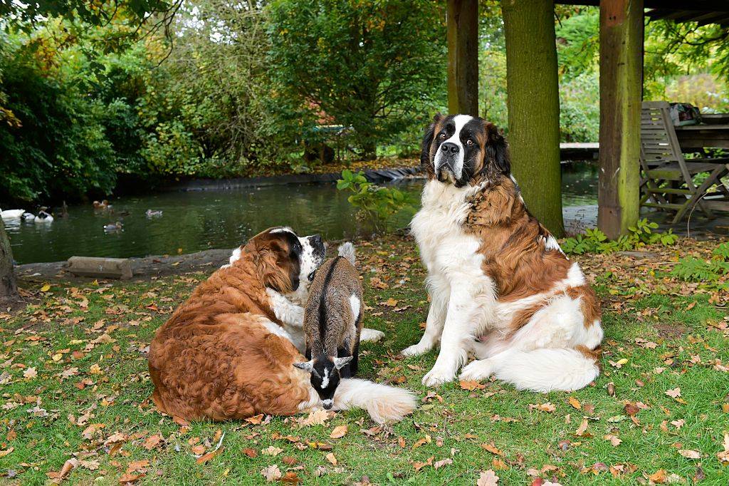 a goat in the middle of two Saint Bernard dogs outside