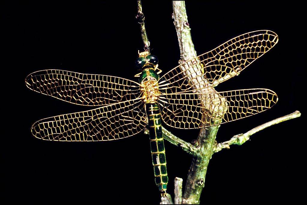 dragonfly sculpture