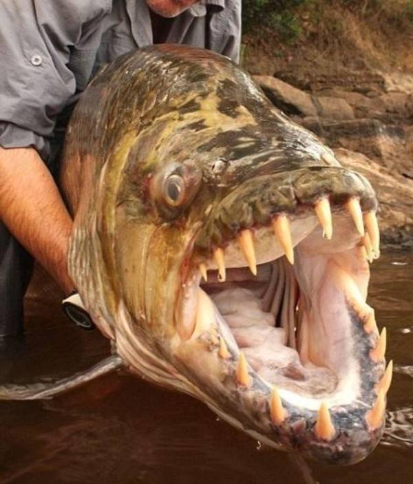 goliath tiger fish congo river mouth open