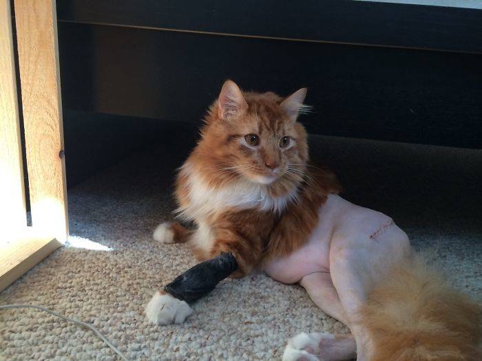 shaved cat