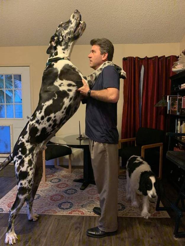 6'2 dad standing with large dog