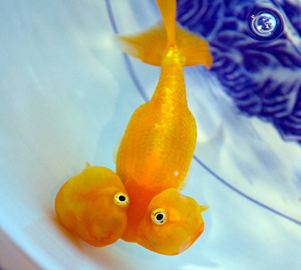 a water-bubble eye goldfish swimming in a fish bowl