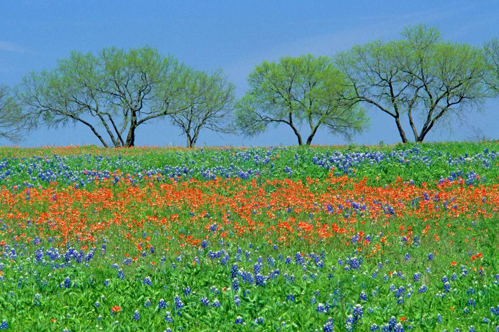 blue and orange flower field in Fredericksburg, Texas