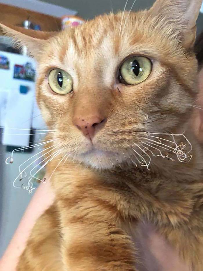 cat with seared whiskers