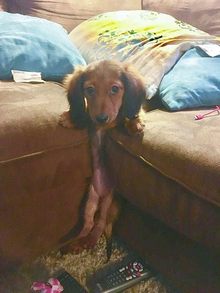 dog stuck between couch cushions with back feet in air
