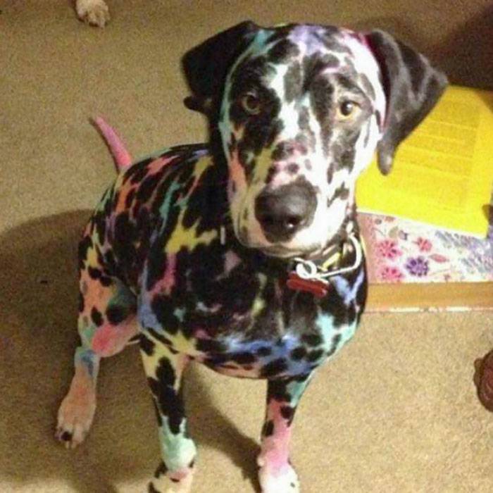 Dalmatian with assortment of colors all over it