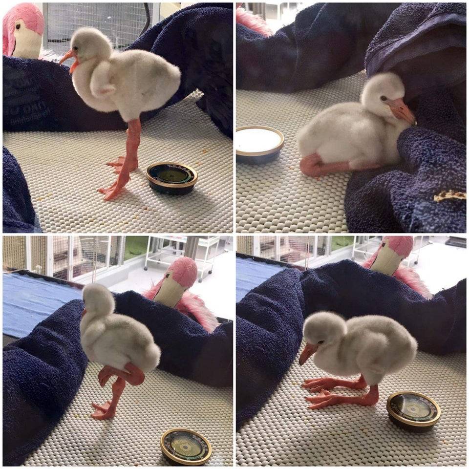 baby flamingo with long legs