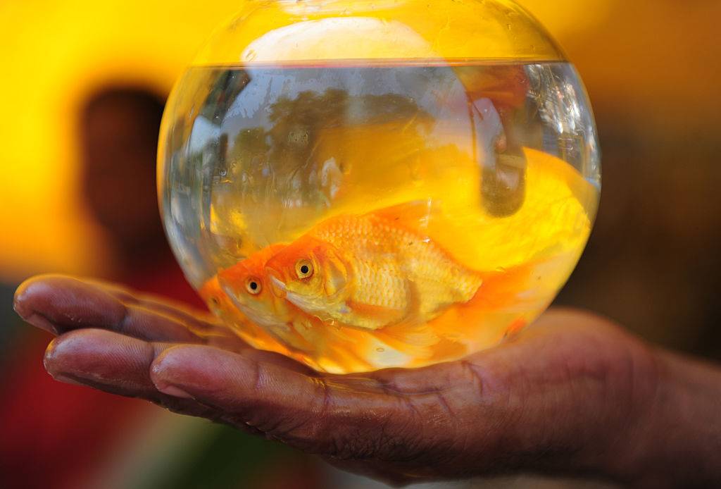 goldfish in a glass bowl