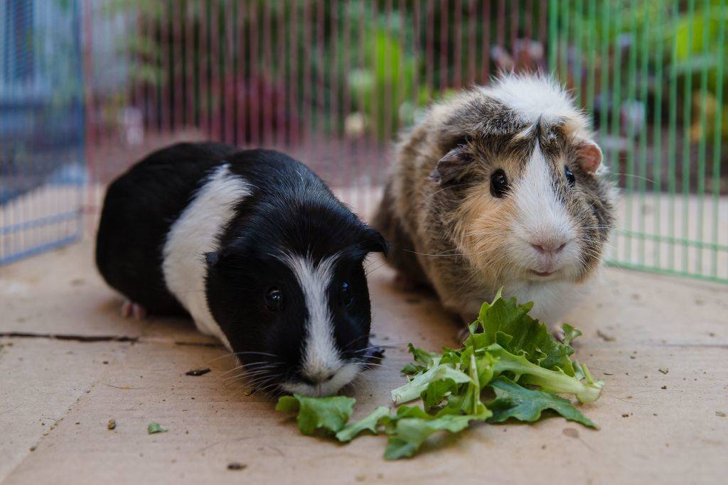 Emi (L) and Ally (R) eat lettuce while they are having floor time