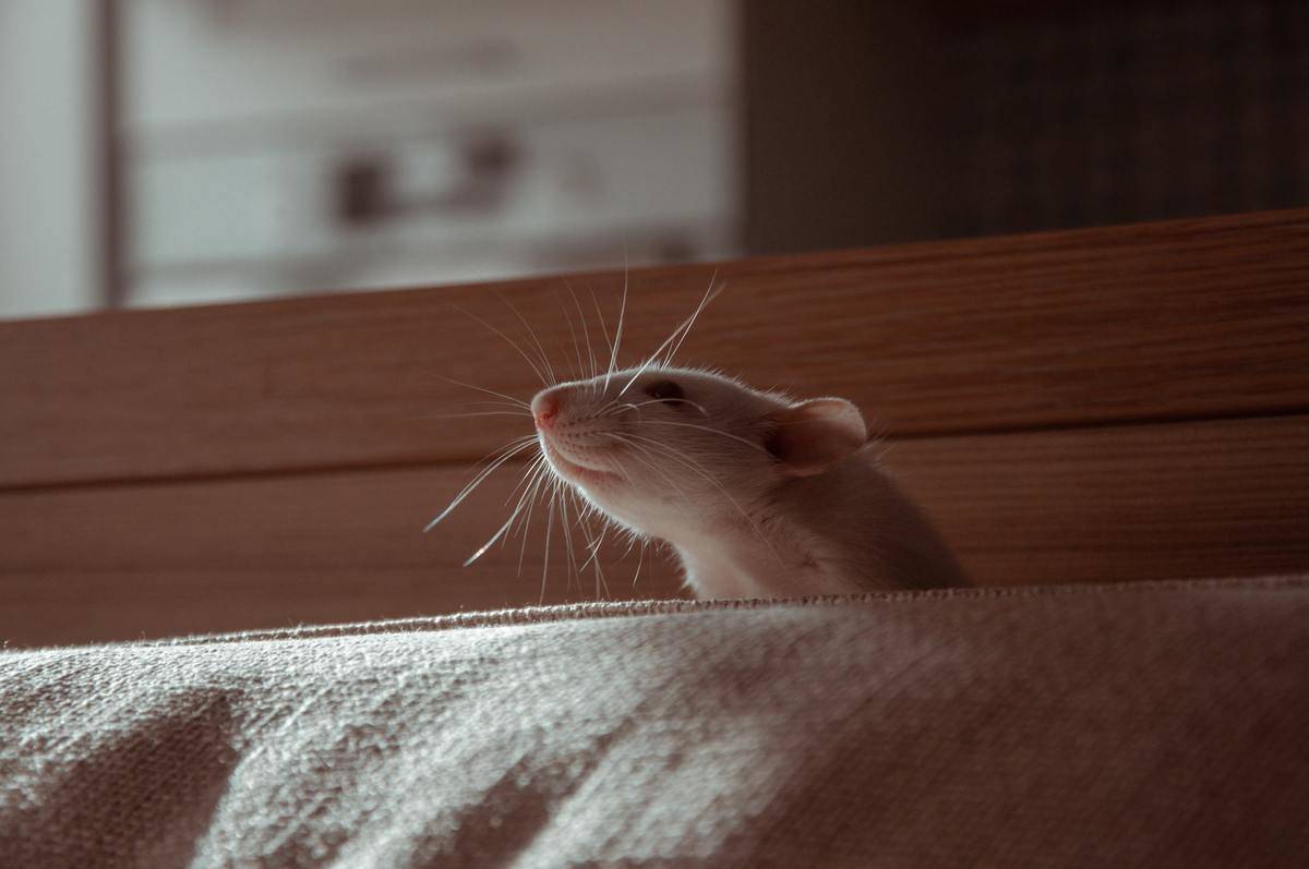 happy rat