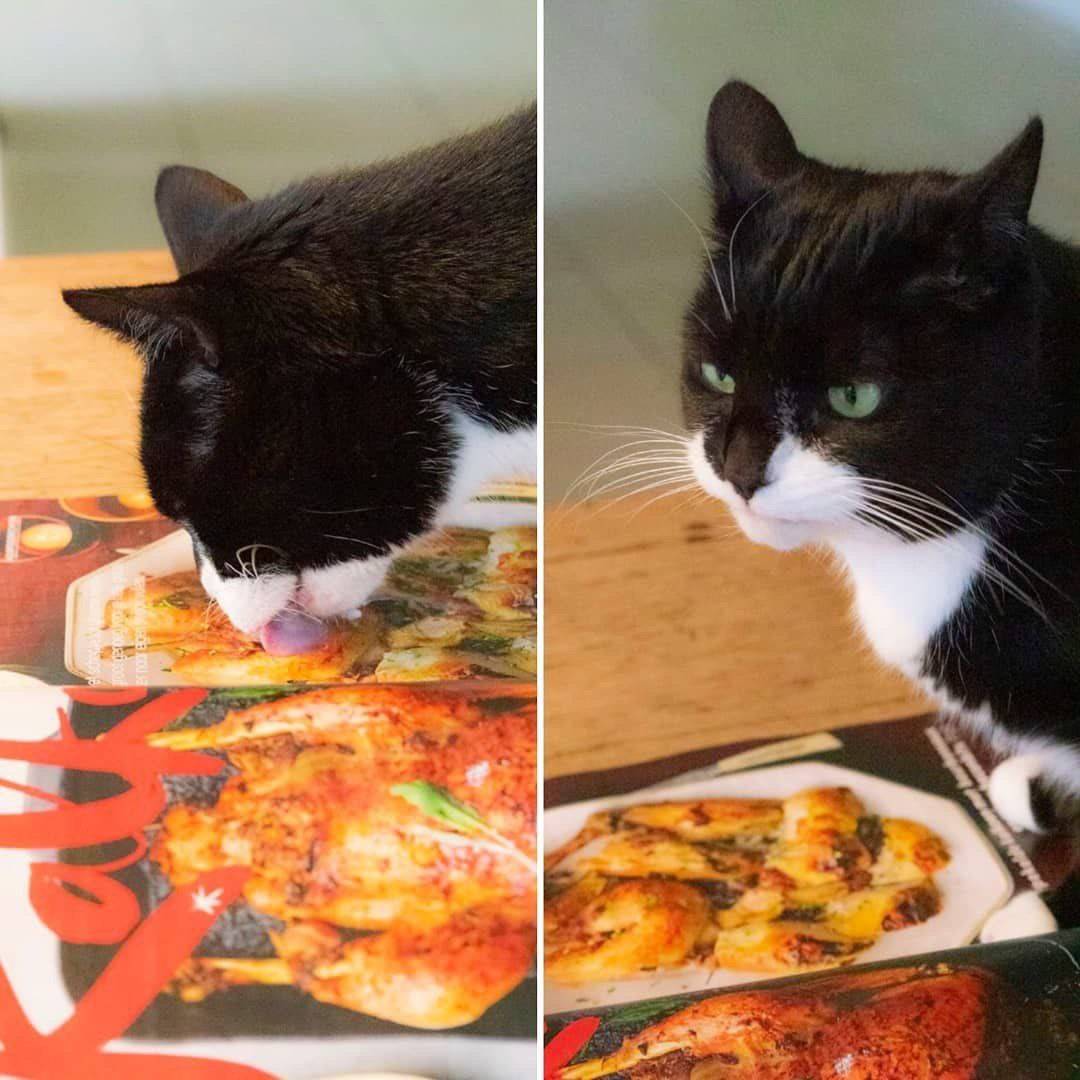 photo one: cat licks photo of food. Photo two: cat looks annoyed/frustrated