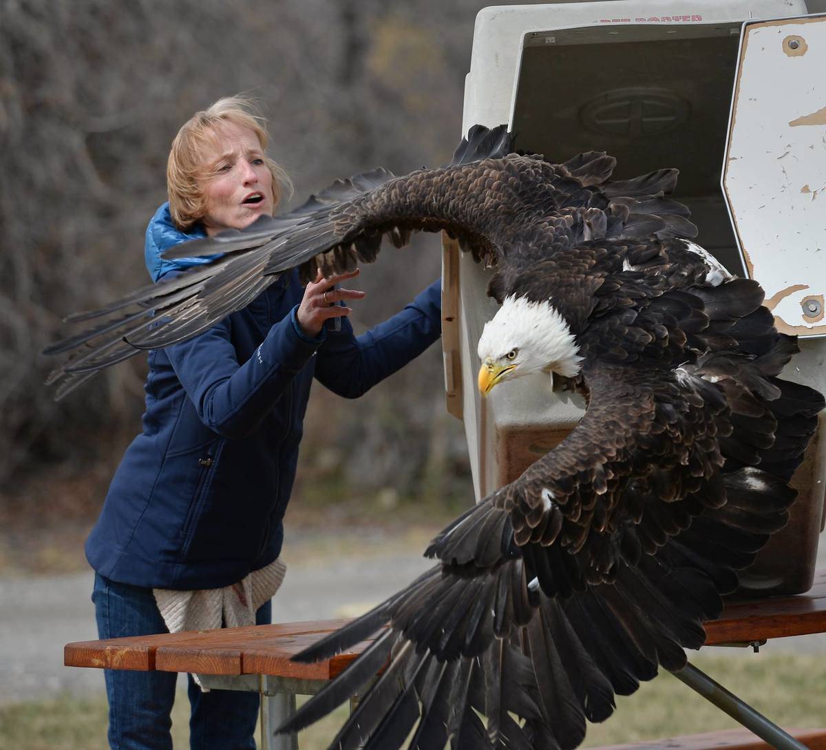 bald eagles up close