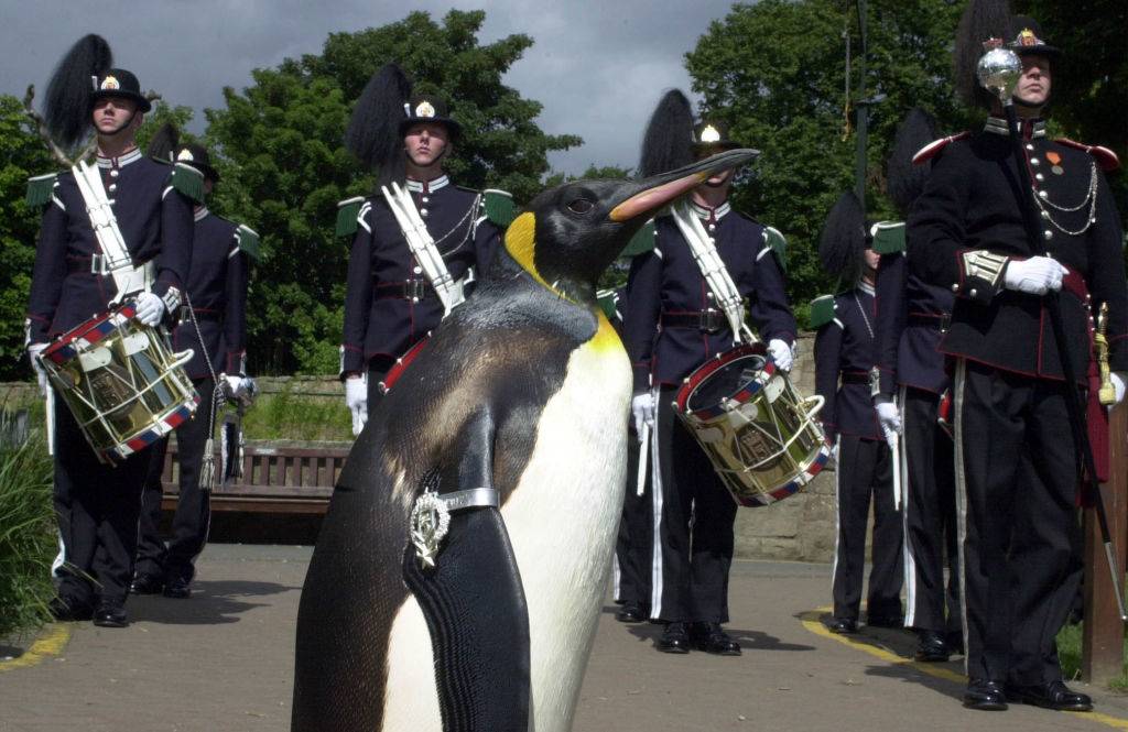 Two-year-old king penguin Nils Olav at Edinburgh Zoo parades his badge