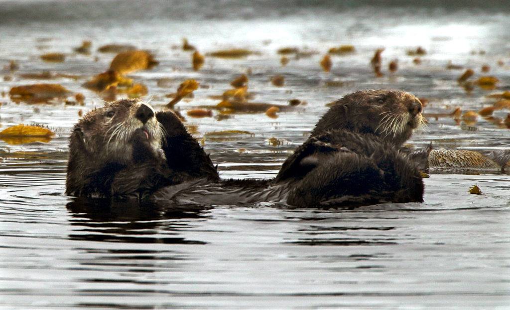 two sea otters floating in the Monterey Bay in California
