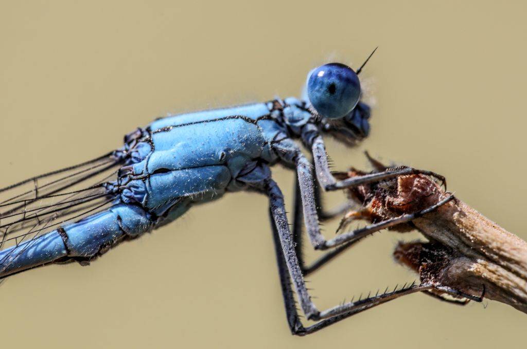 A dragonfly is seen as it feeds with mosquito