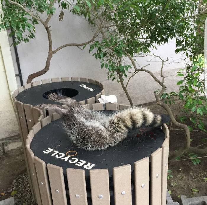 raccoon garbage