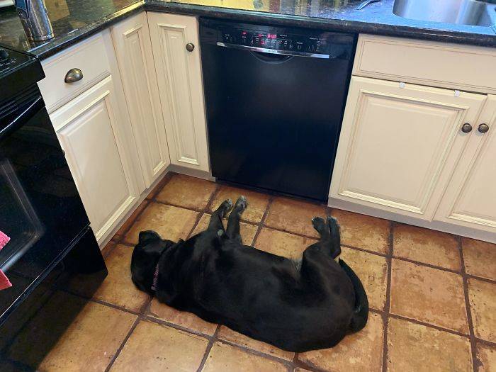dog dishwasher
