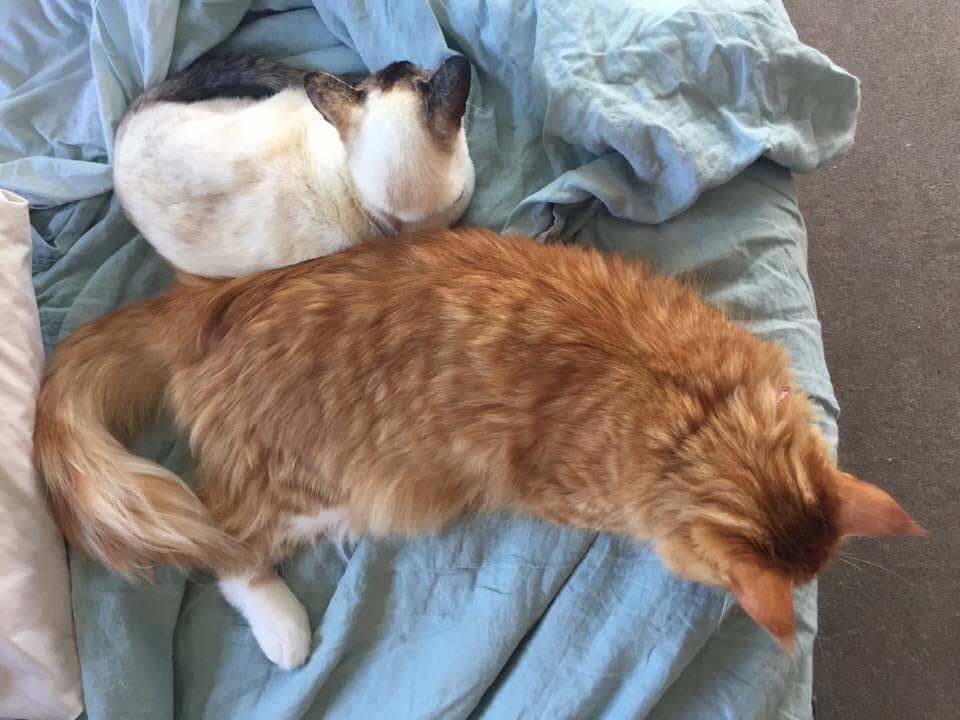 maine coon cat vs siamese cat