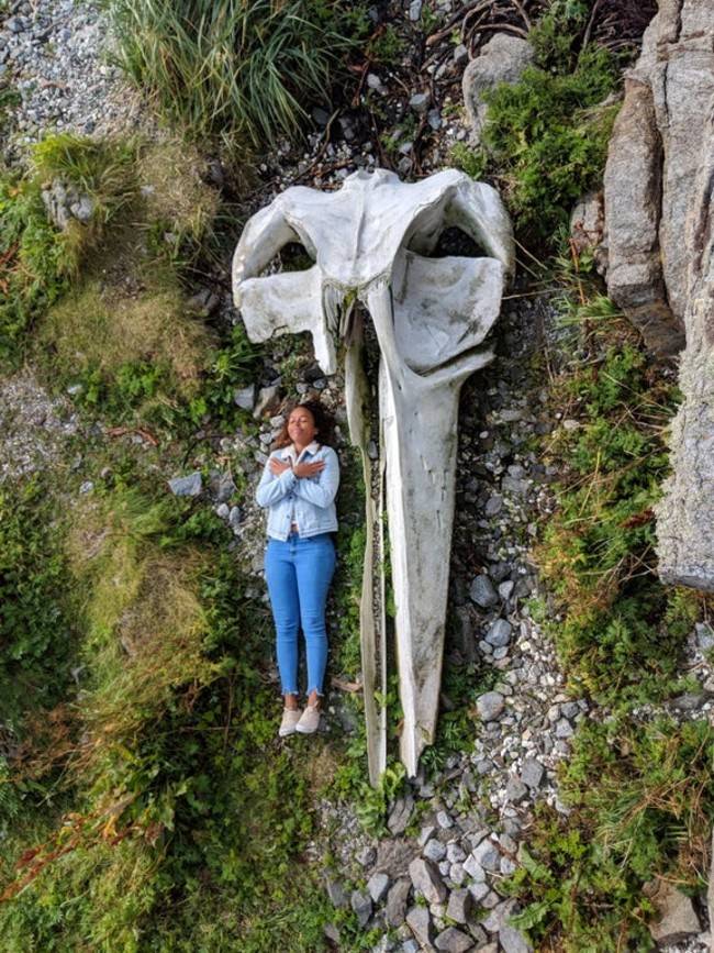 whale skull with human for scale