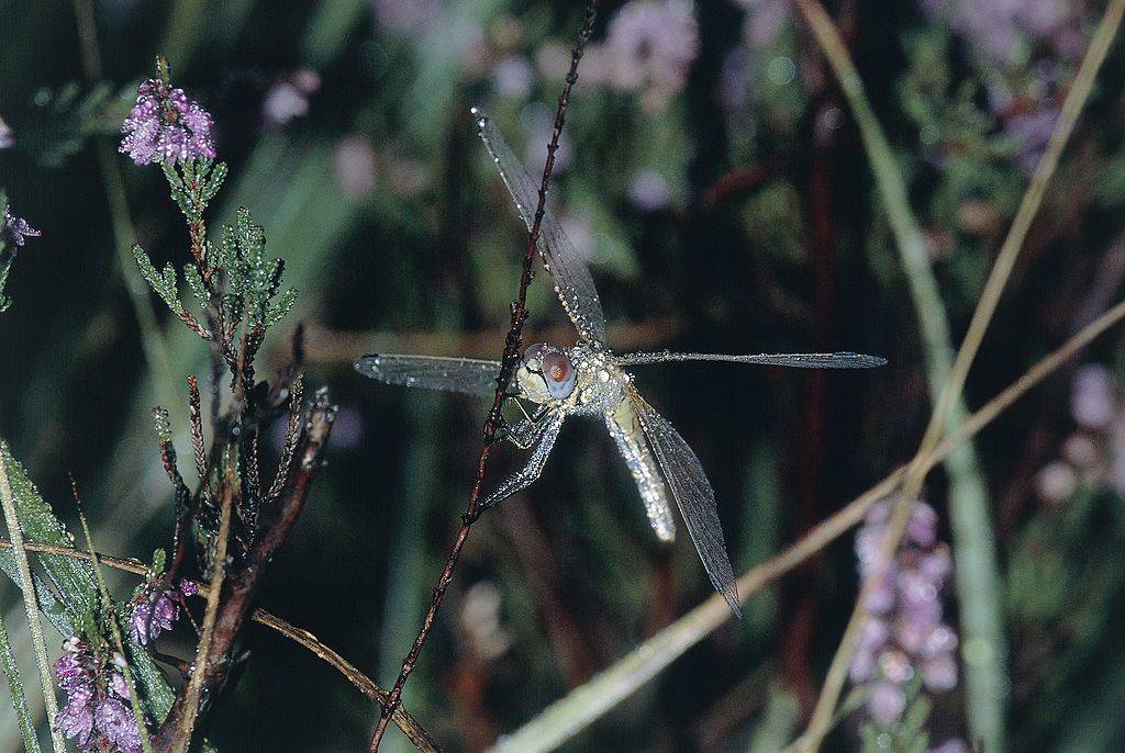 Dragonflies are common in wet areas