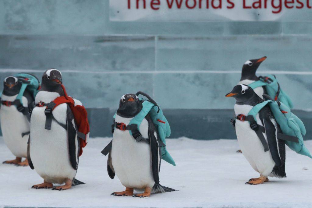 penguins