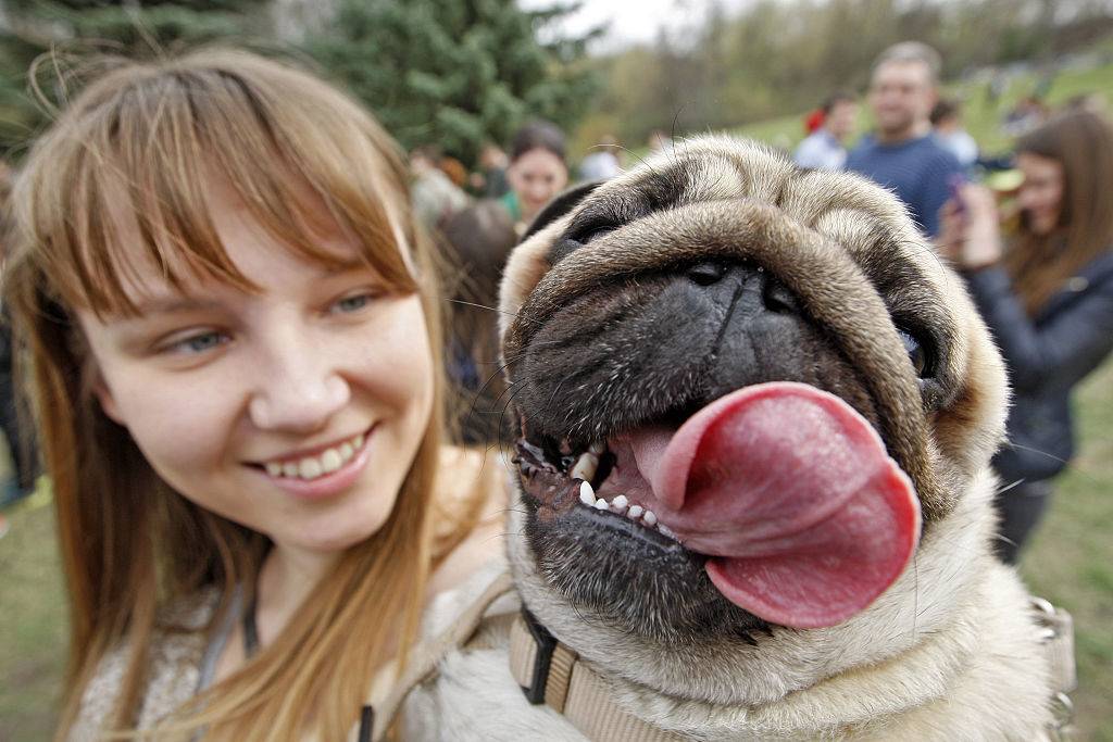 woman holding a pug panting with his tongue out