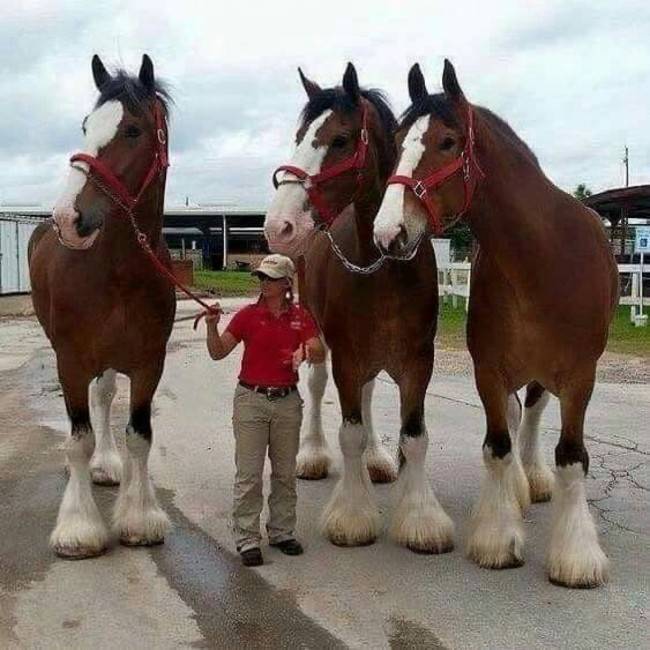 giant clydesdales