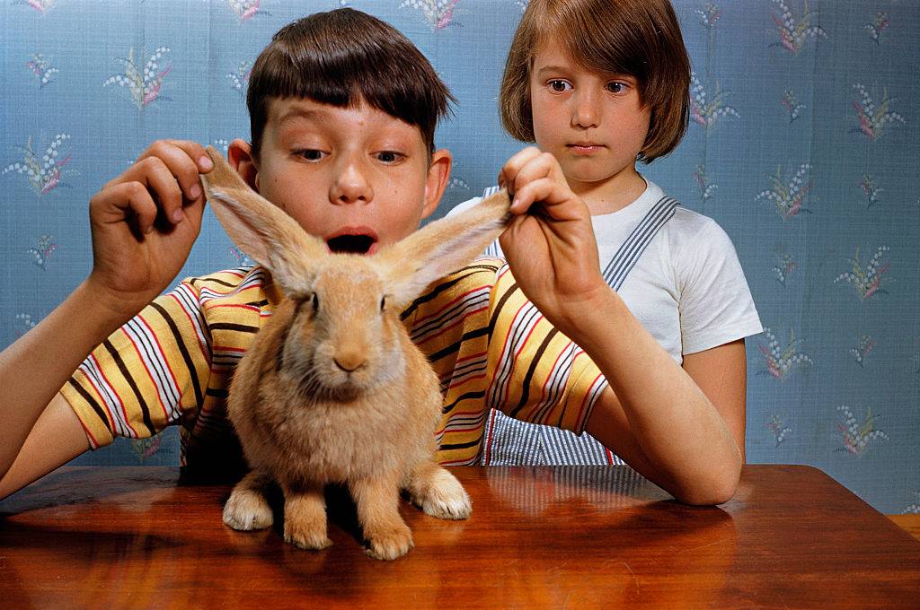 boy holding a rabbit's ears with girl staring angrily behind him