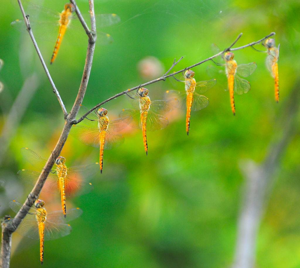 Dragonflies rest on branches