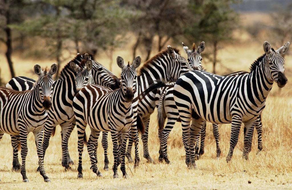 a herd of zebras in serengeti national park in tanzania