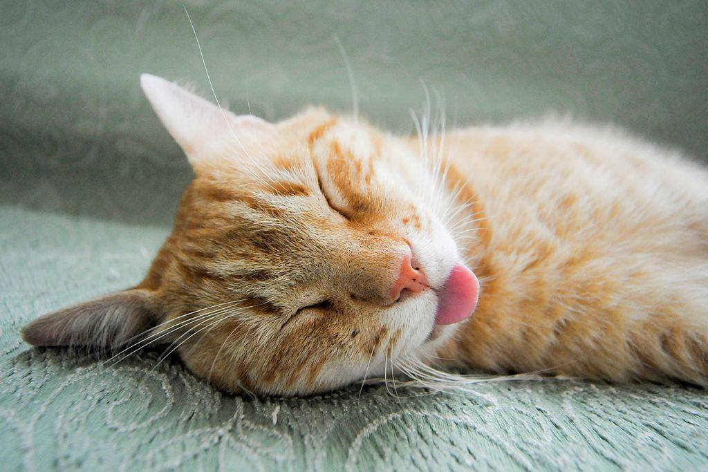 a cat sleeping with his tongue out