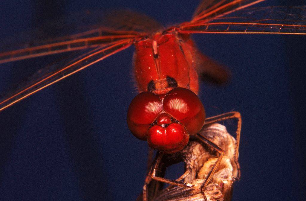 Wandering percher, Diplacodes bipunctata, close up of head, Australia (