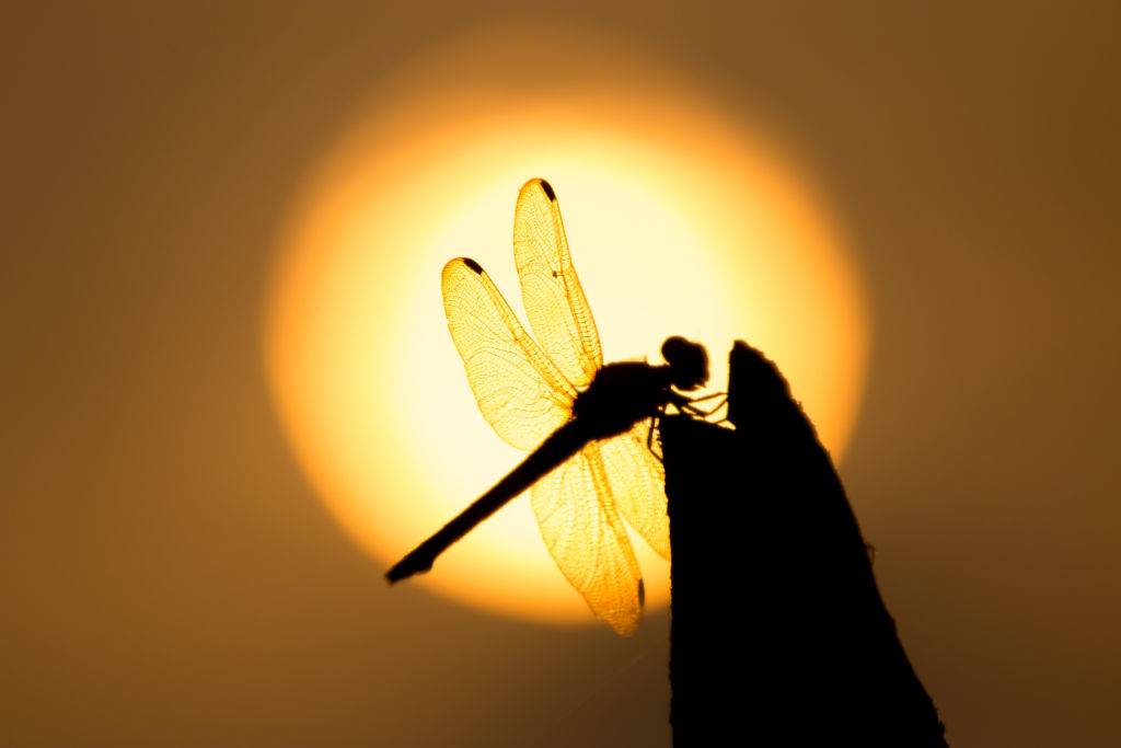 The dragonflies perch on the trunks at sunset
