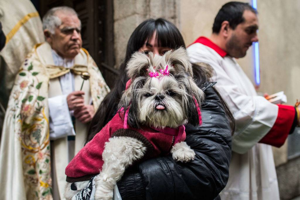 a woman picking up her dog who is sticking her tongue out with a pink jacket and clips