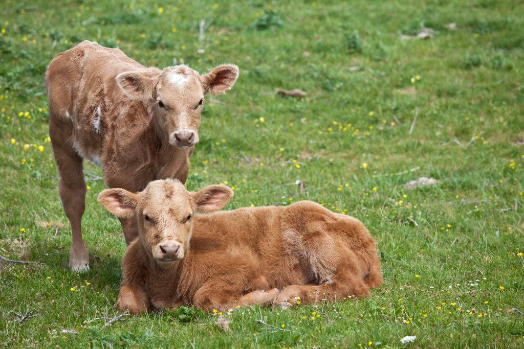 Young brown calves