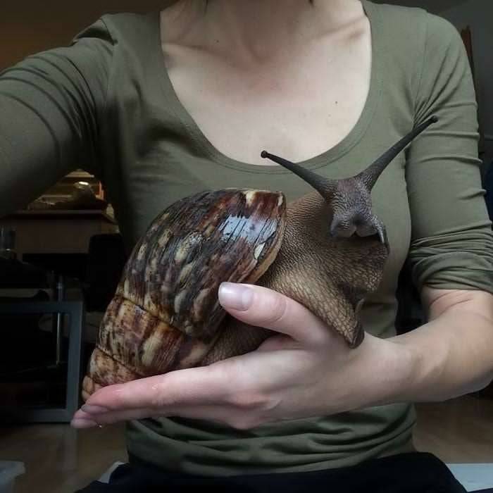 african land snails